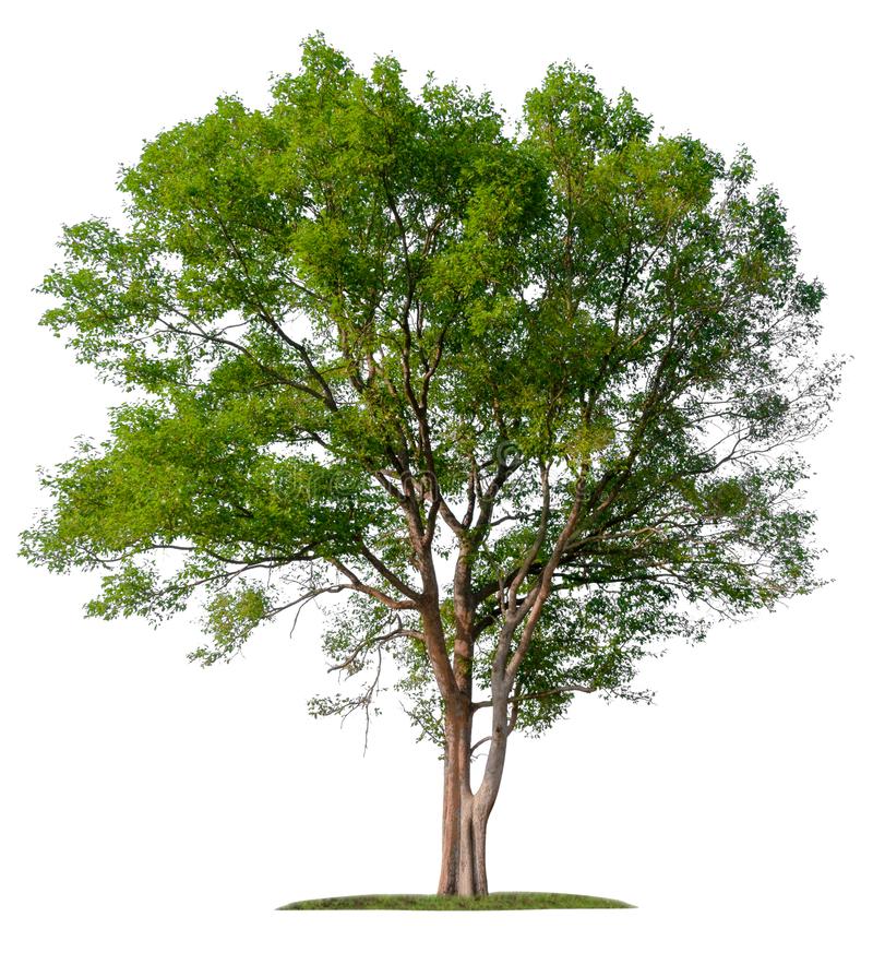 Detail Tree Section Png Nomer 13