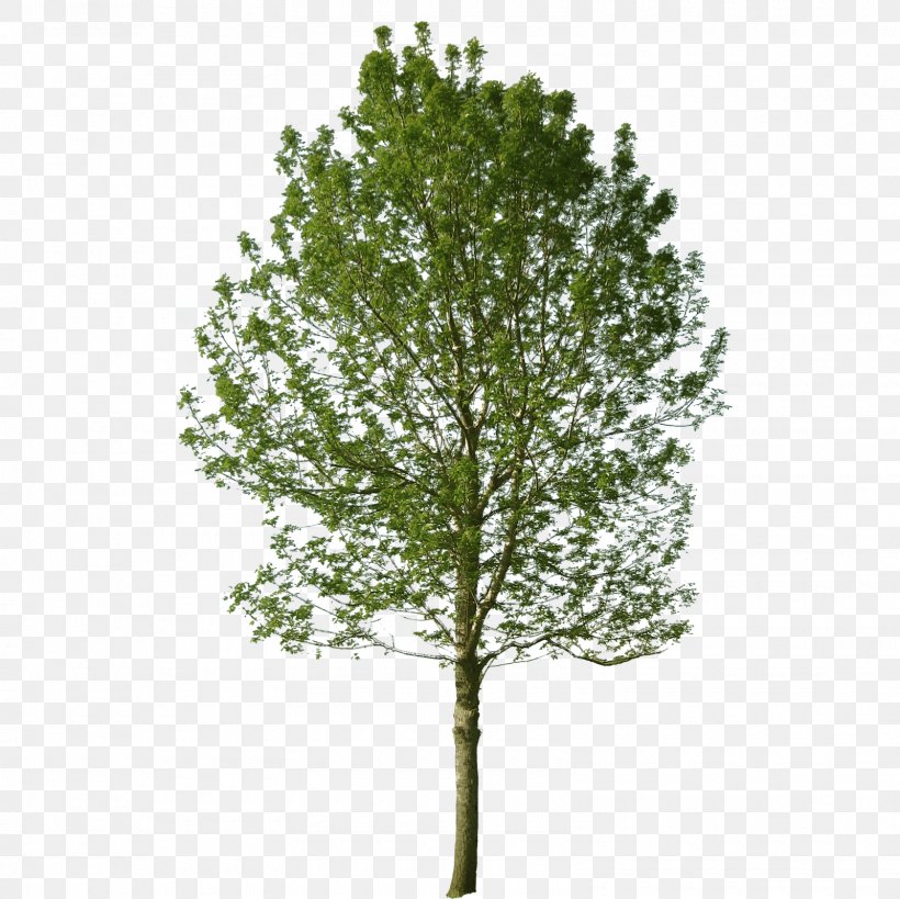 Detail Tree Section Png Nomer 14