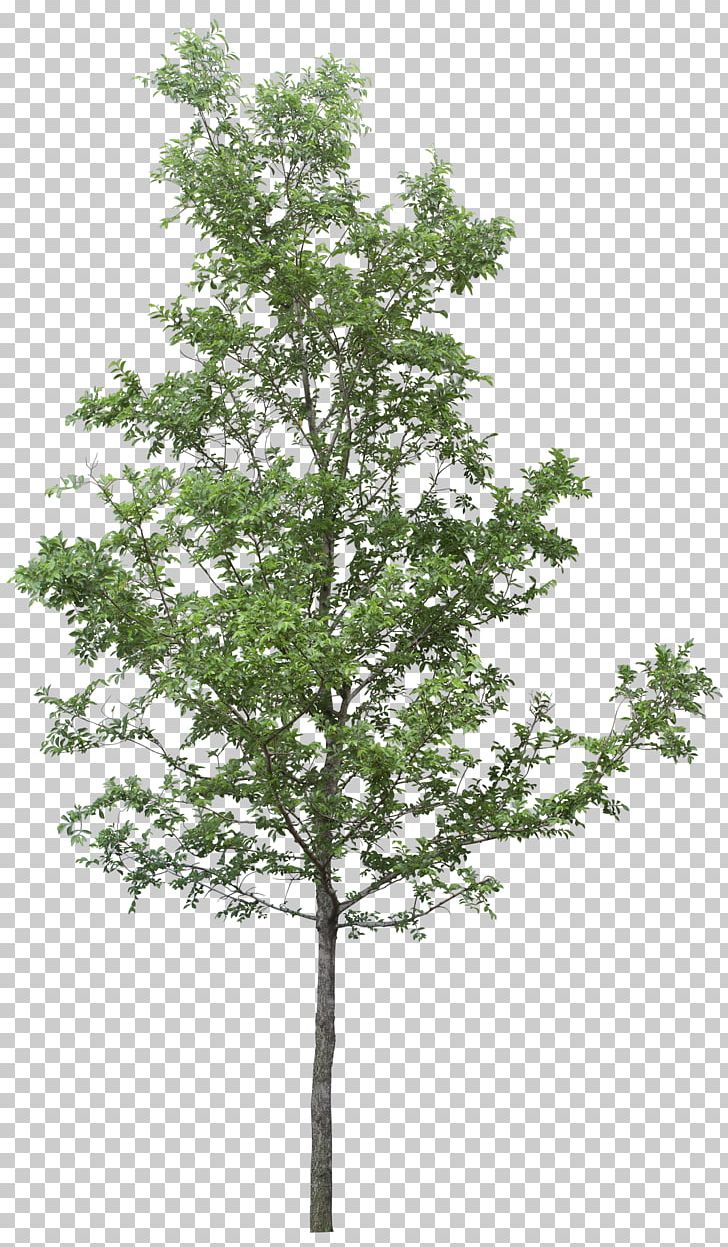 Detail Tree Section Png Nomer 15