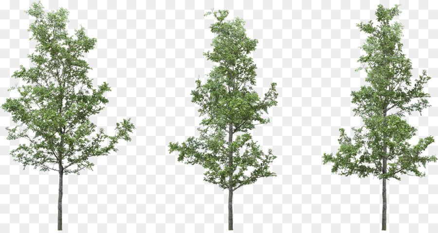 Detail Tree Section Png Nomer 17