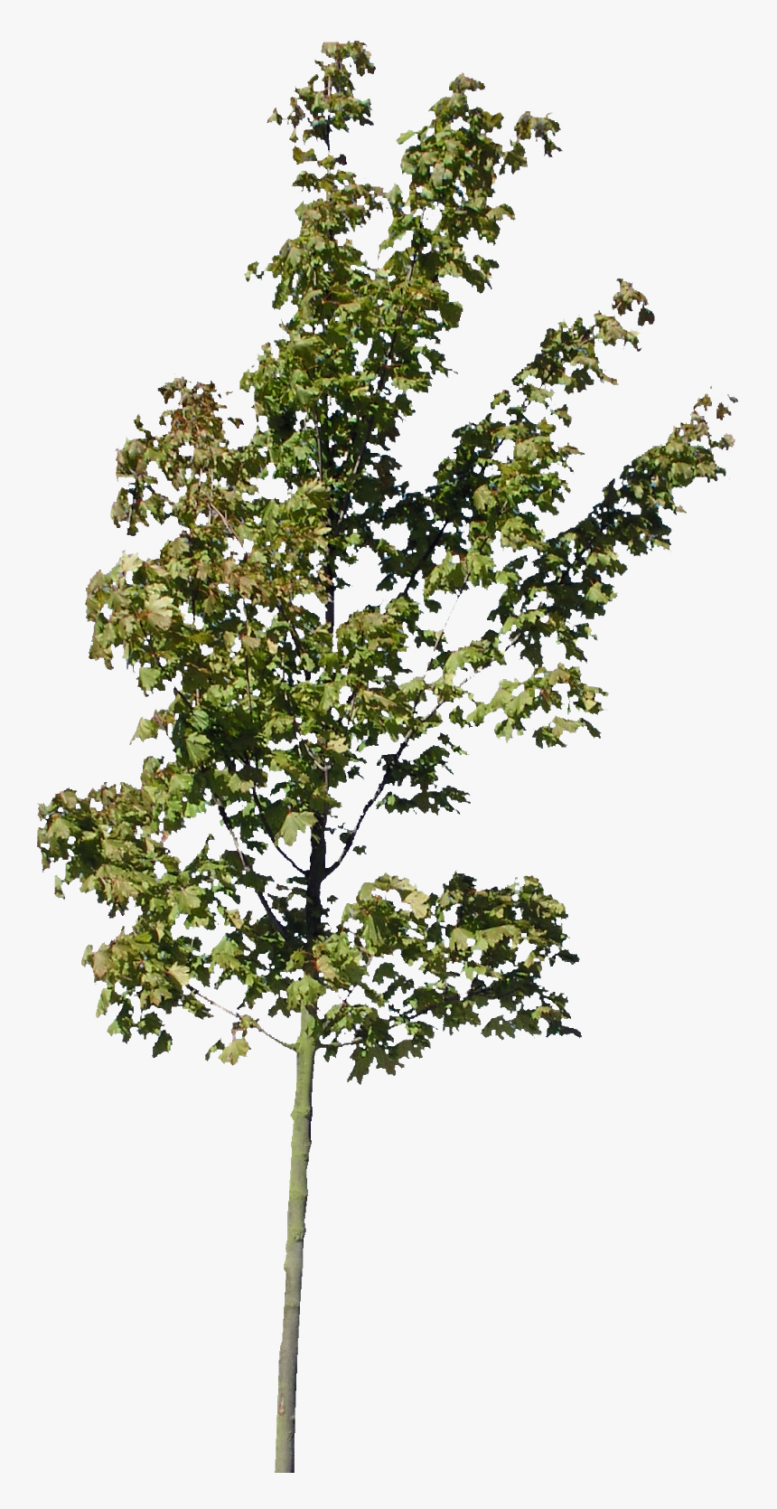 Detail Tree Section Png Nomer 19
