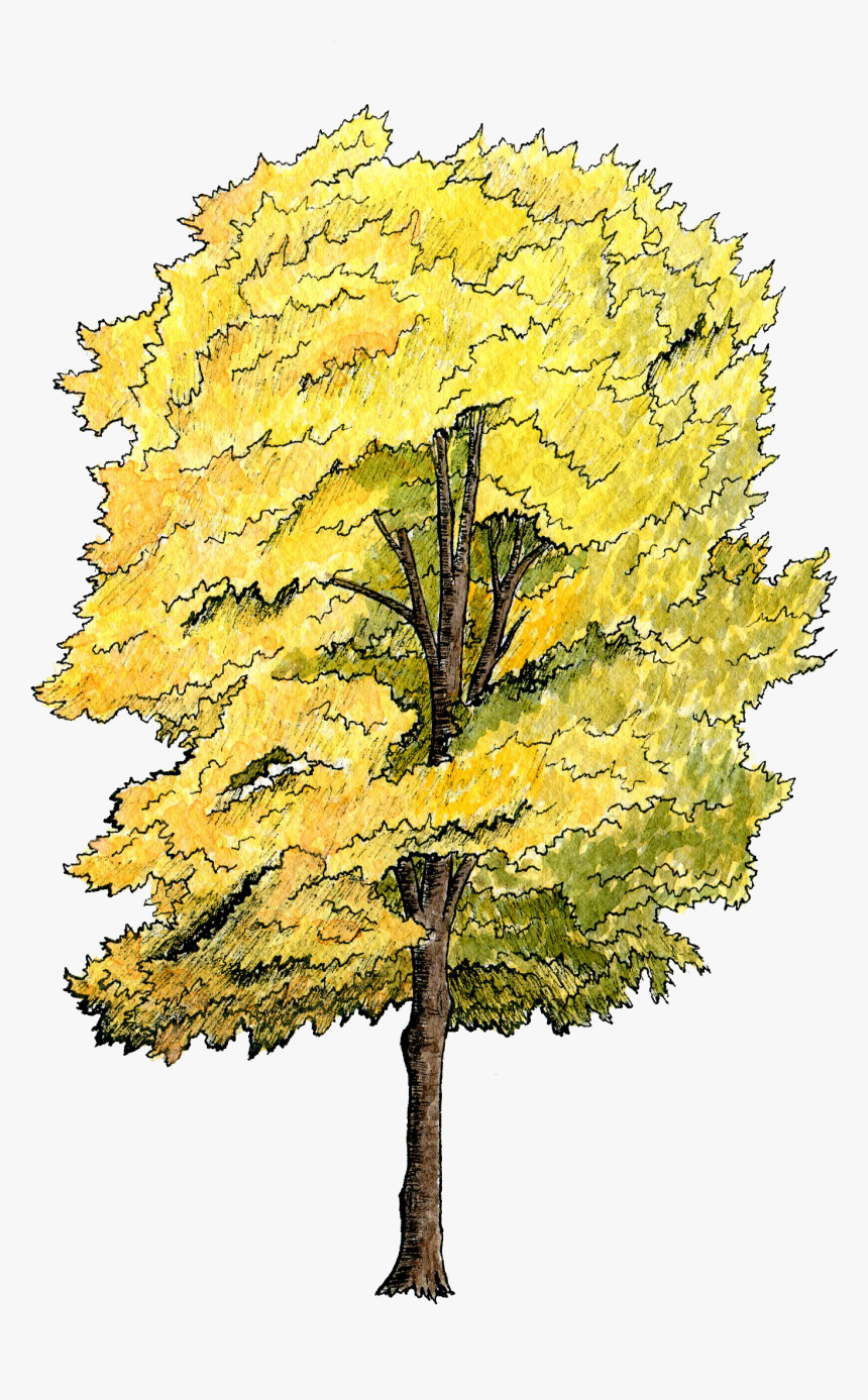 Detail Tree Section Png Nomer 3