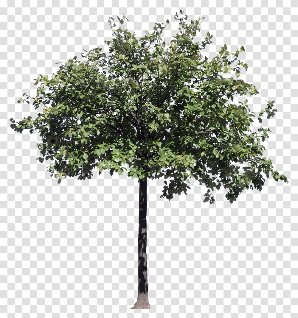 Detail Tree Section Png Nomer 20