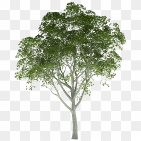 Detail Tree Section Png Nomer 21