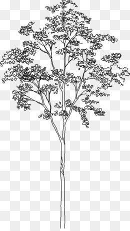 Detail Tree Section Png Nomer 22