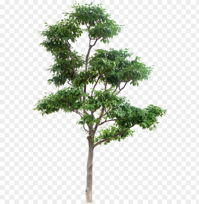 Detail Tree Section Png Nomer 23