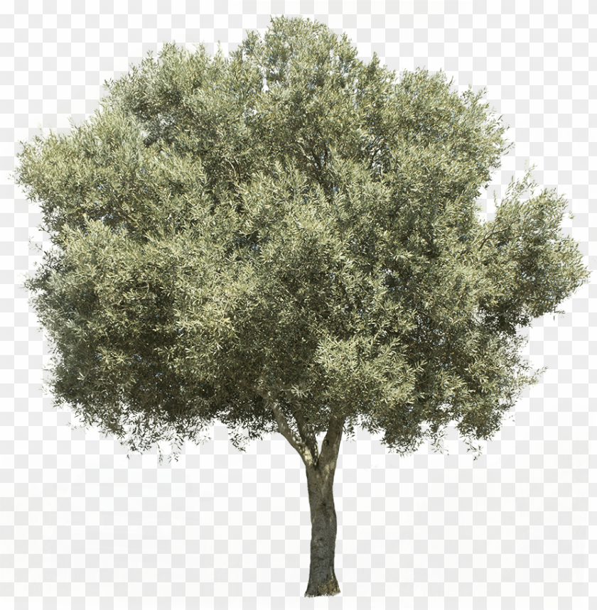 Detail Tree Section Png Nomer 24