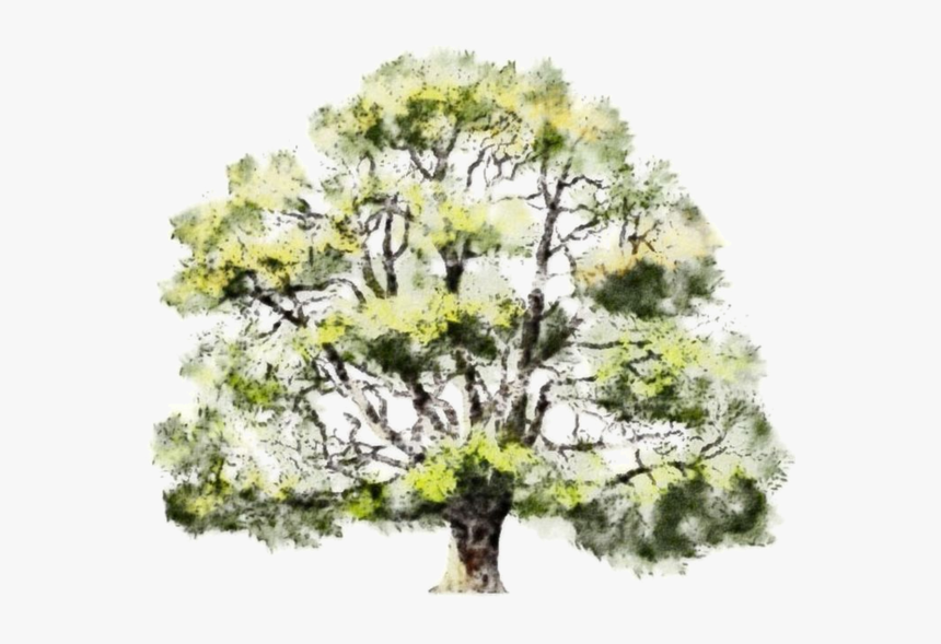 Detail Tree Section Png Nomer 26