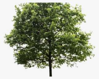 Detail Tree Section Png Nomer 27