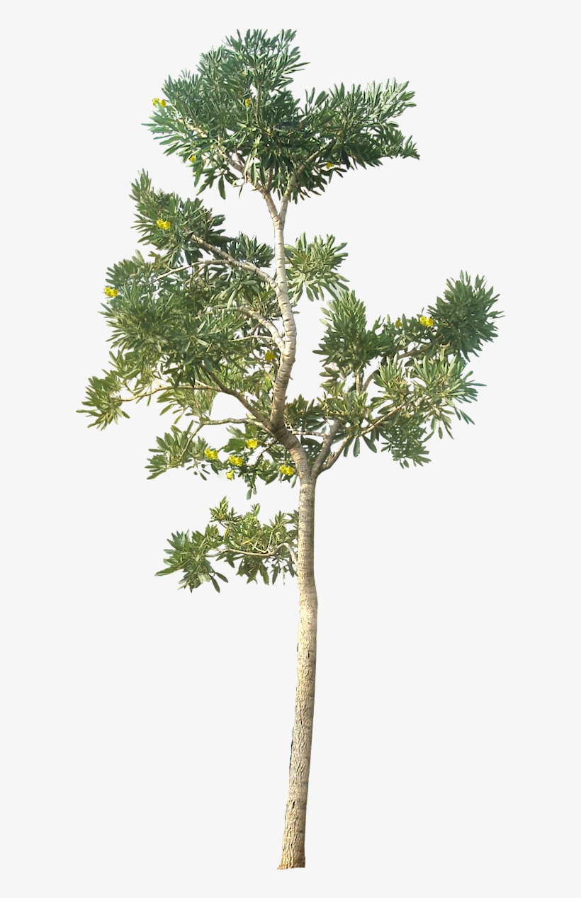 Detail Tree Section Png Nomer 28