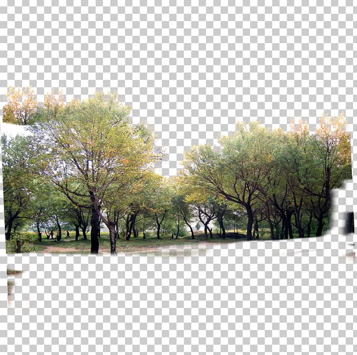 Detail Tree Section Png Nomer 29