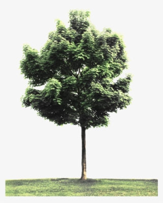 Detail Tree Section Png Nomer 30