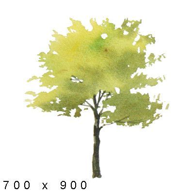 Detail Tree Section Png Nomer 32