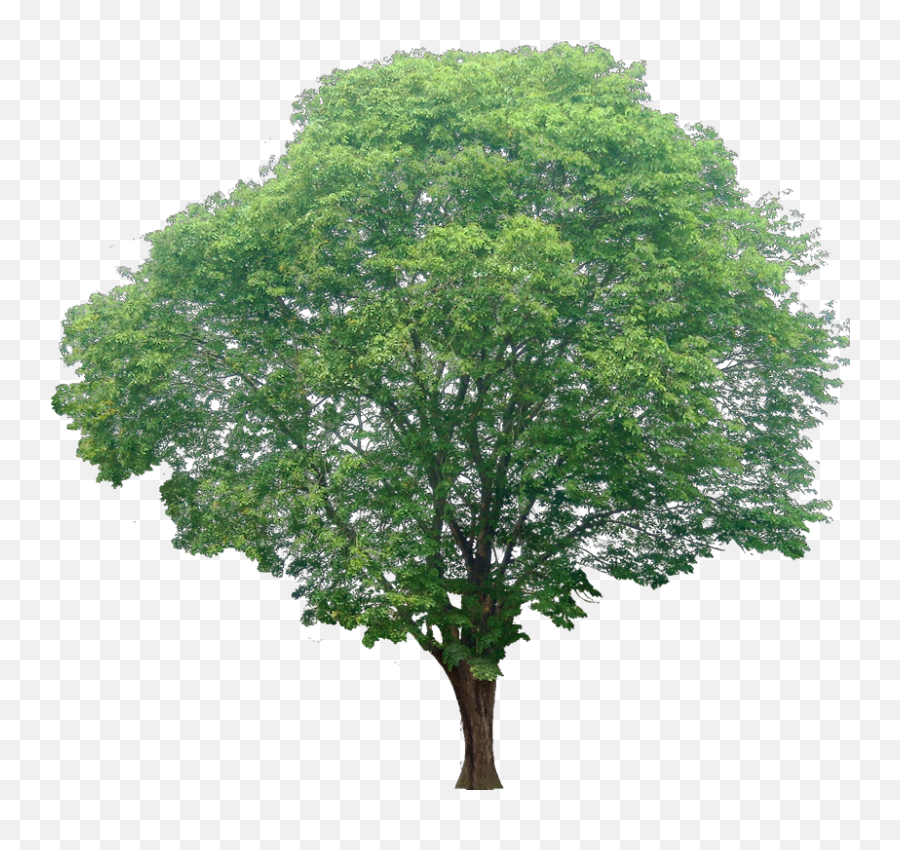 Detail Tree Section Png Nomer 33
