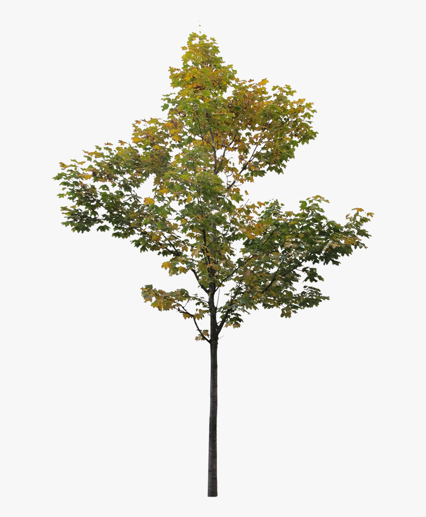 Detail Tree Section Png Nomer 5