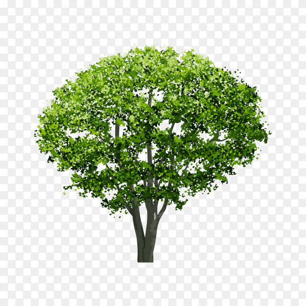 Detail Tree Section Png Nomer 35
