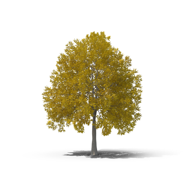 Detail Tree Section Png Nomer 36