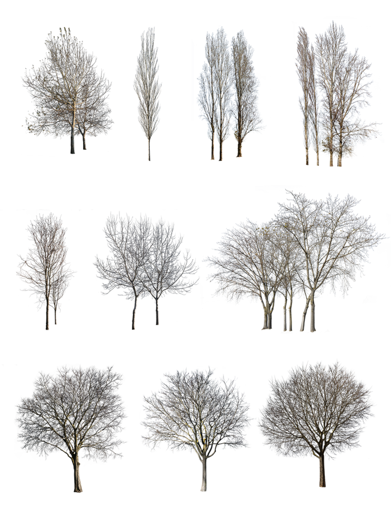 Detail Tree Section Png Nomer 39
