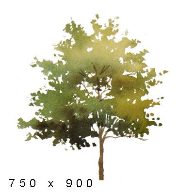Detail Tree Section Png Nomer 41