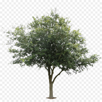 Detail Tree Section Png Nomer 6