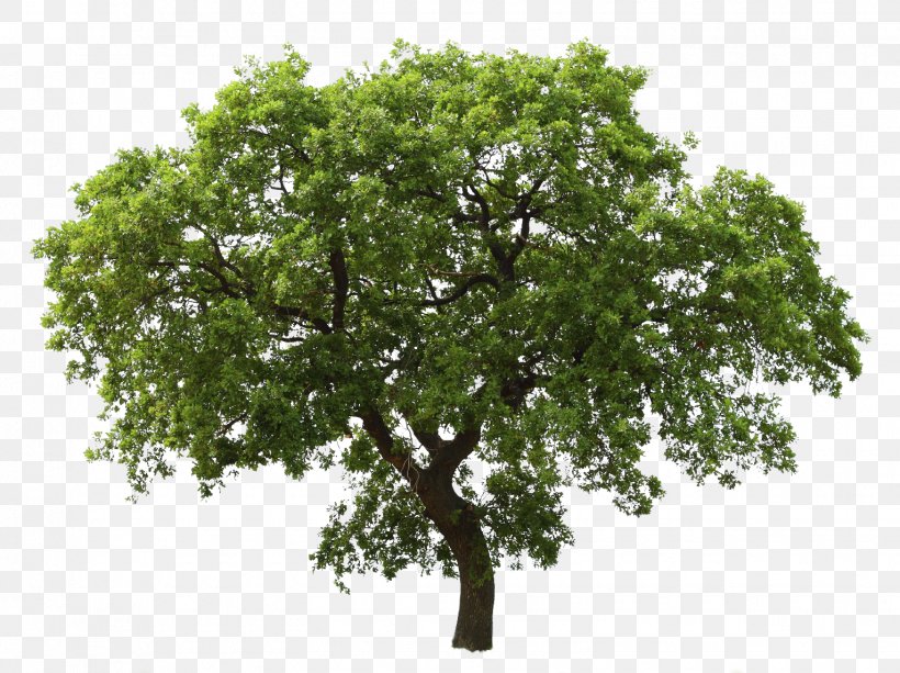 Detail Tree Section Png Nomer 44