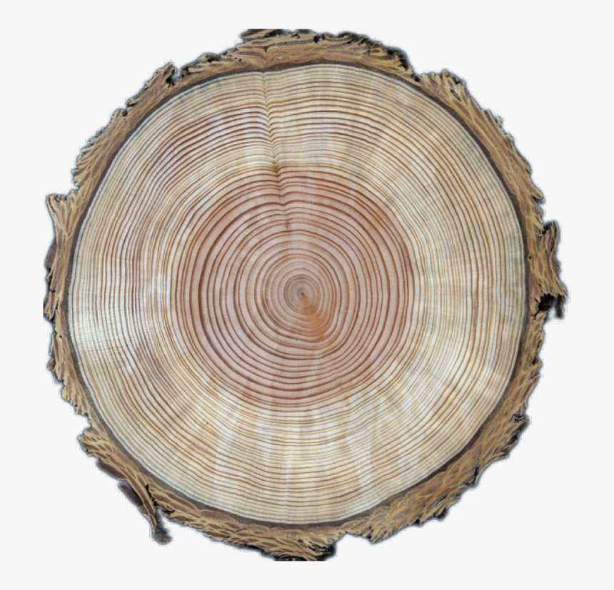 Detail Tree Section Png Nomer 48