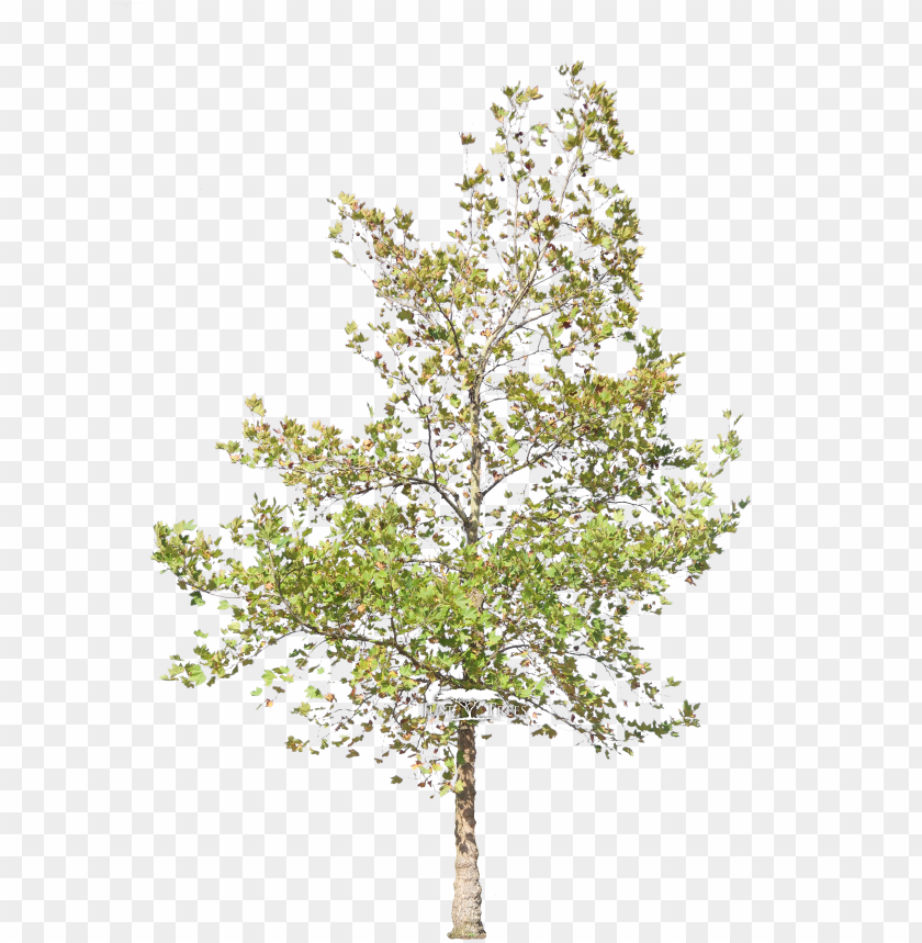 Detail Tree Section Png Nomer 9