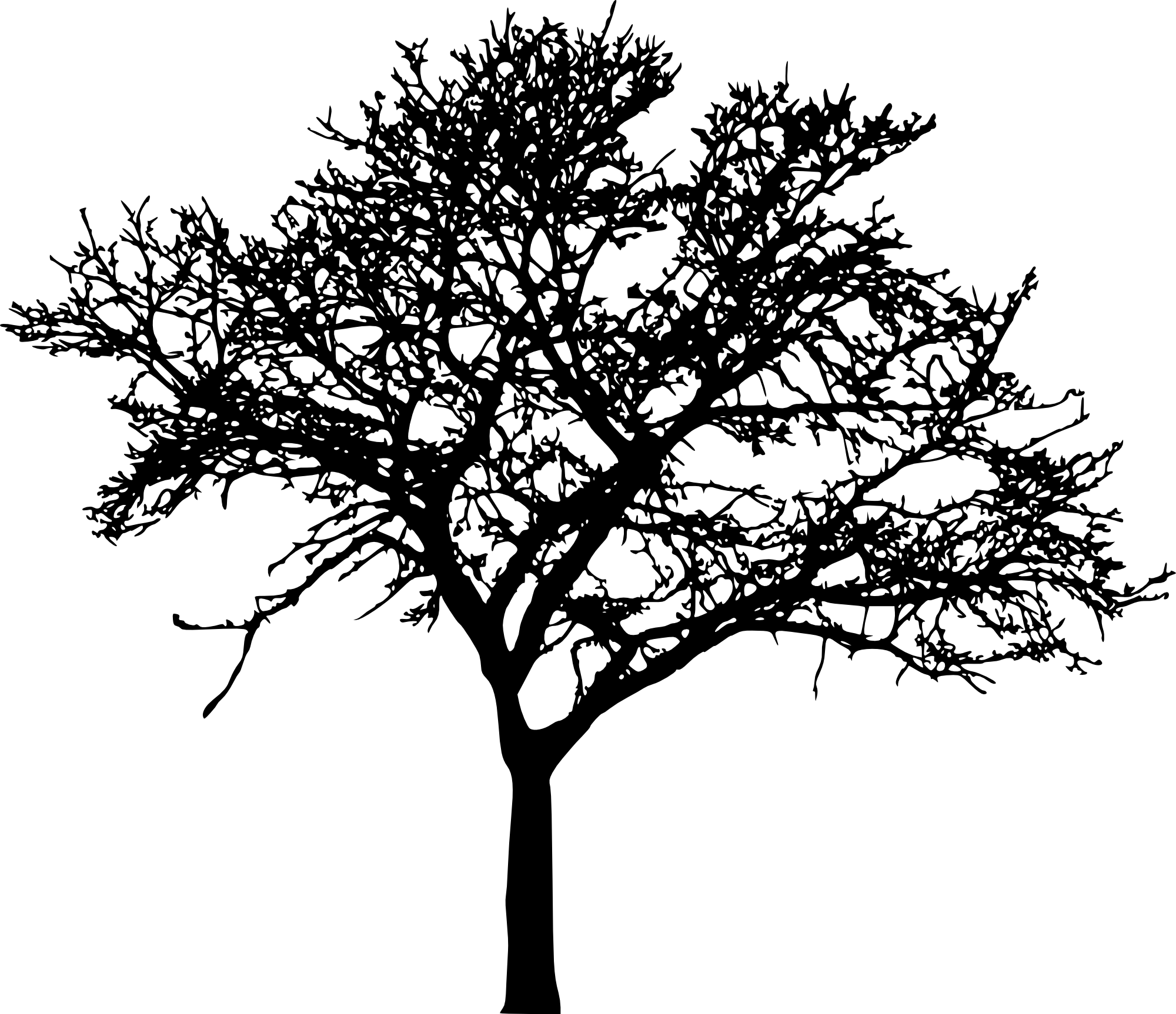 Tree Silhouette Transparent Background - KibrisPDR