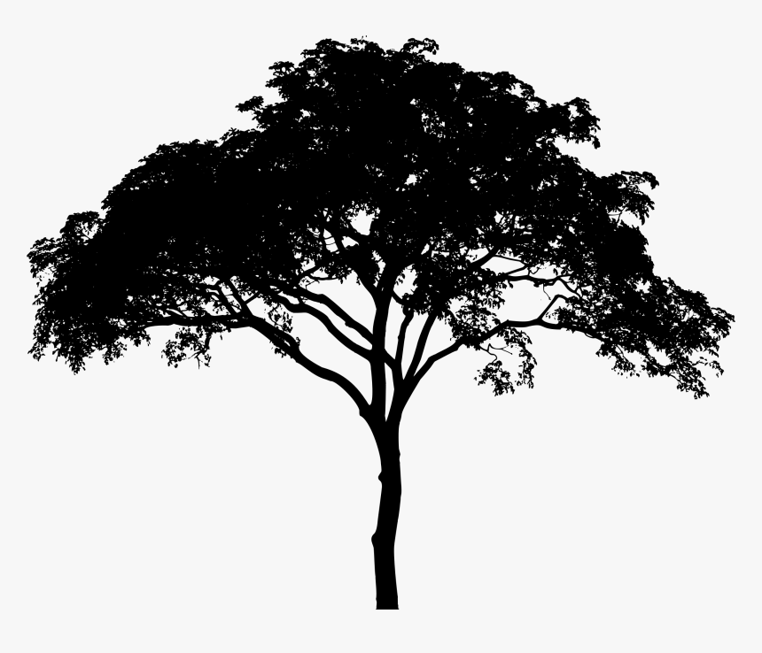 Detail Tree Silhouette Transparent Background Nomer 17