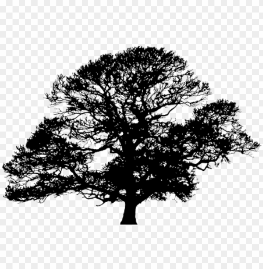 Detail Tree Silhouette Transparent Background Nomer 22