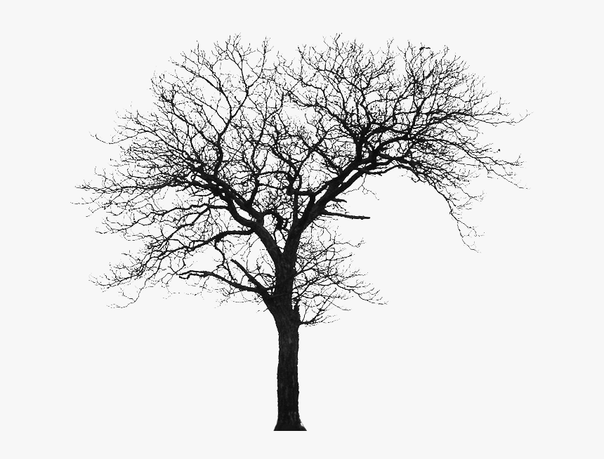Detail Tree Silhouette Transparent Background Nomer 37