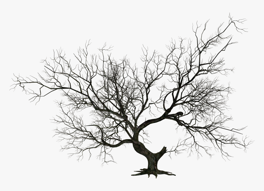 Detail Tree Silhouette Transparent Background Nomer 51