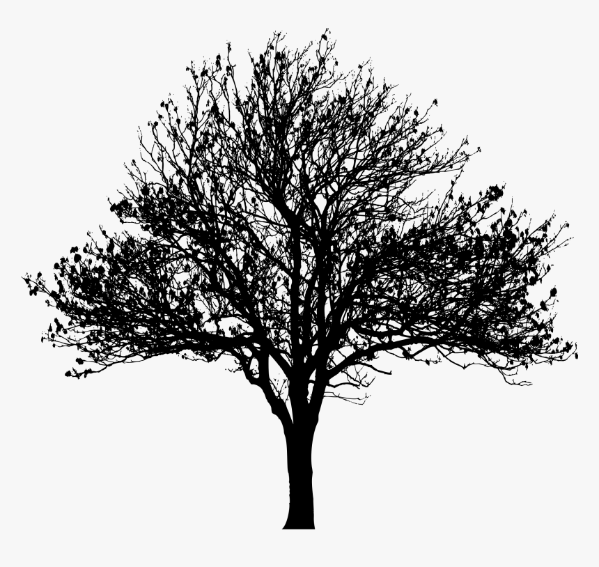Detail Tree Silhouette Transparent Background Nomer 6