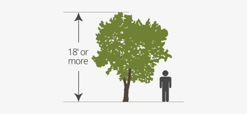 Detail Tree Size Download Nomer 16