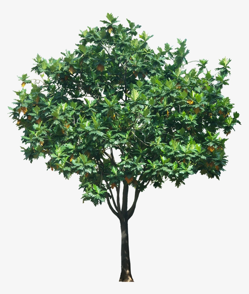 Detail Tree Size Download Nomer 27