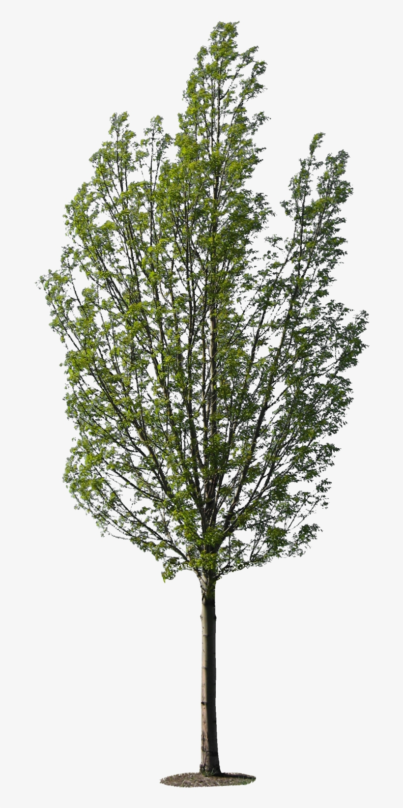 Detail Tree Size Download Nomer 32