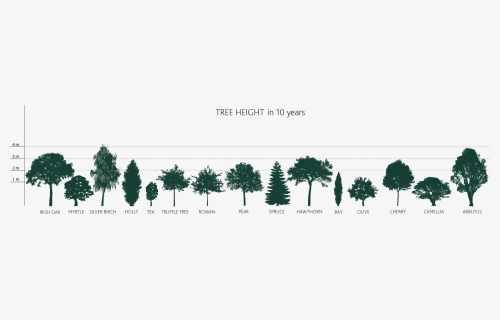 Detail Tree Size Download Nomer 34
