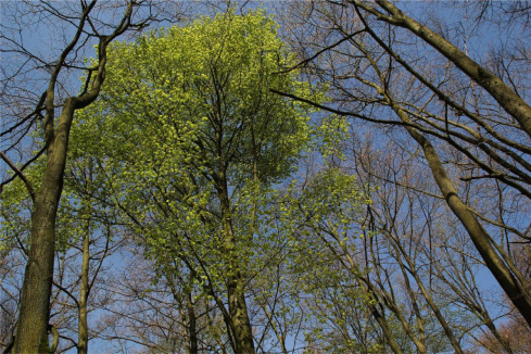 Detail Tree Size Download Nomer 36