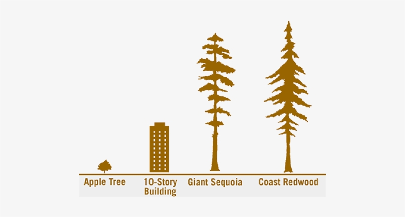 Detail Tree Size Download Nomer 39