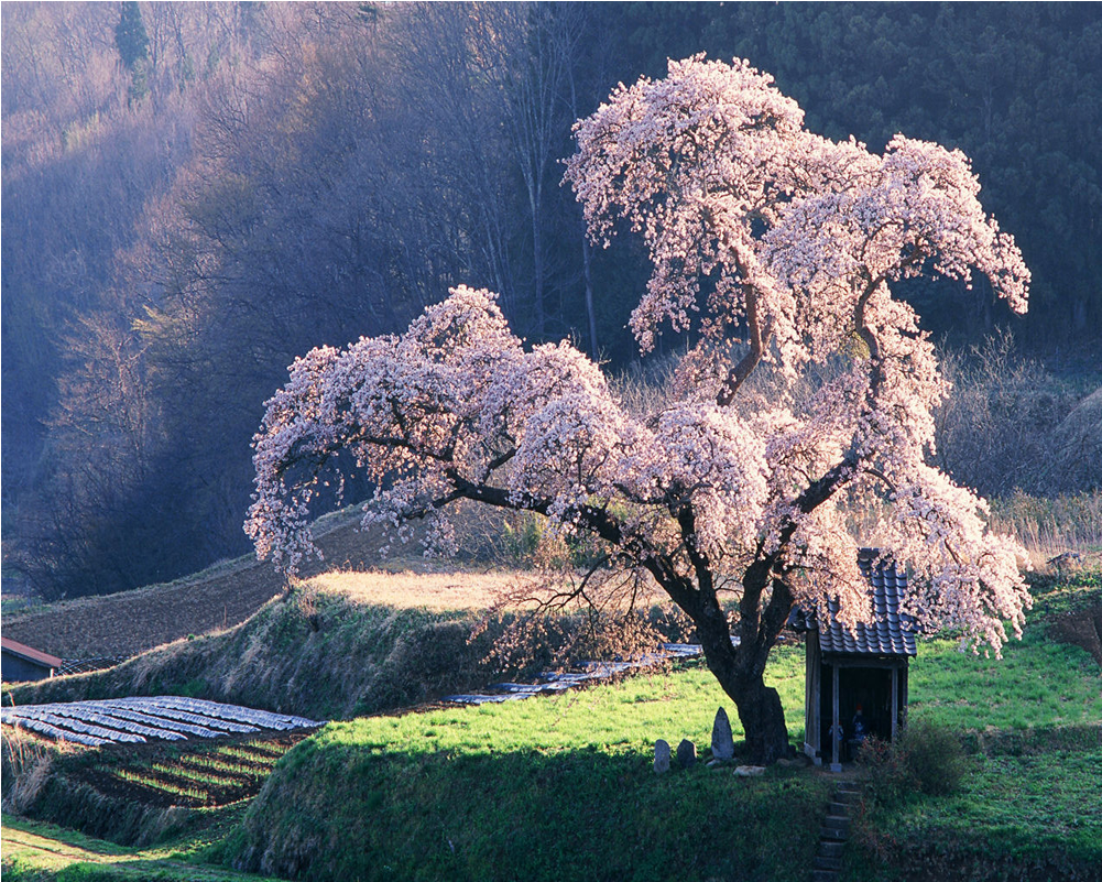 Detail Tree Size Download Nomer 41