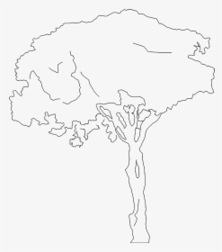 Detail Tree Sketch Png Nomer 10