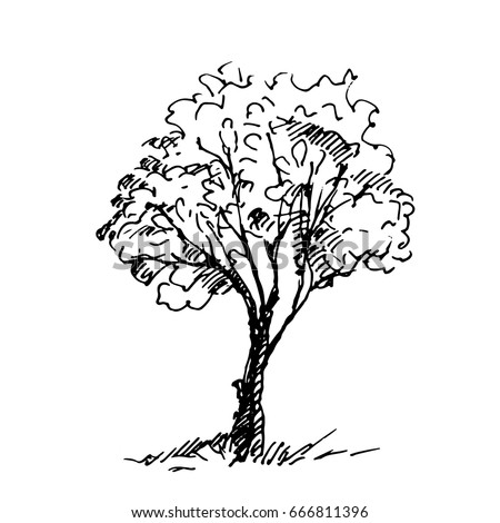 Detail Tree Sketch Png Nomer 17