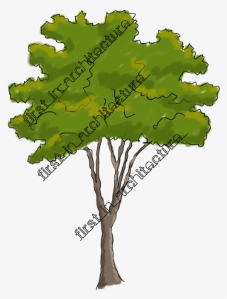Detail Tree Sketch Png Nomer 28