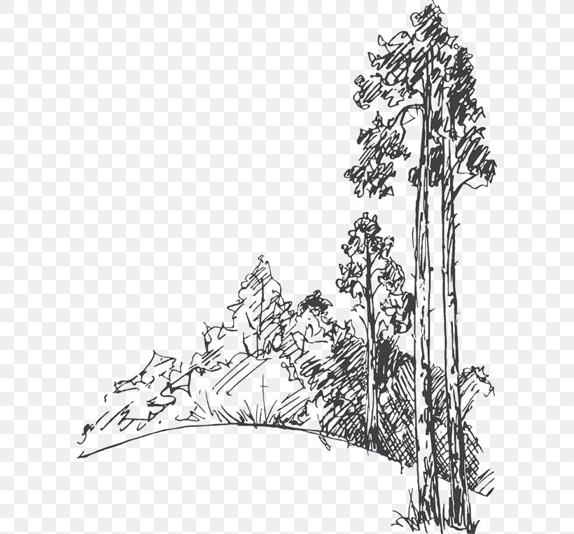 Detail Tree Sketch Png Nomer 30