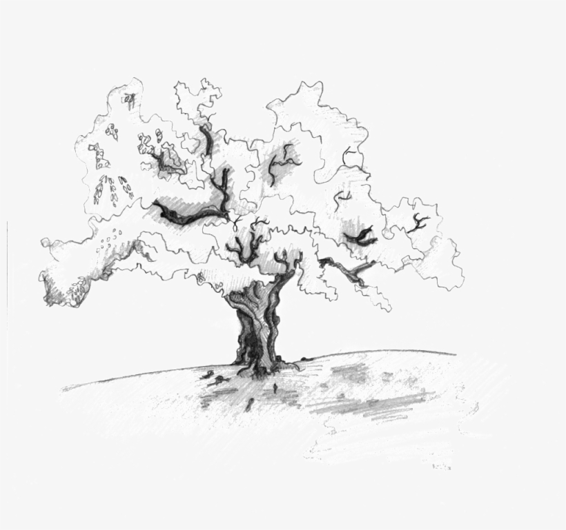 Detail Tree Sketch Png Nomer 31