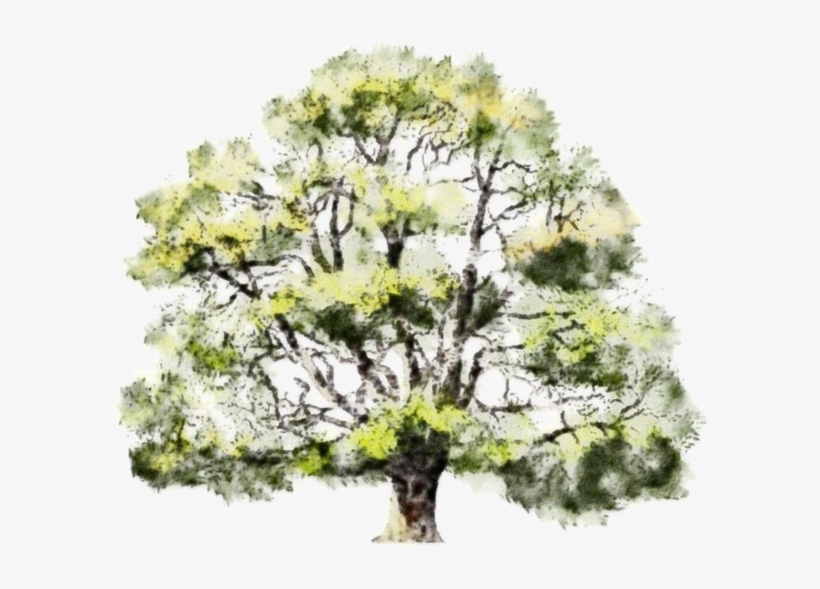 Detail Tree Sketch Png Nomer 46