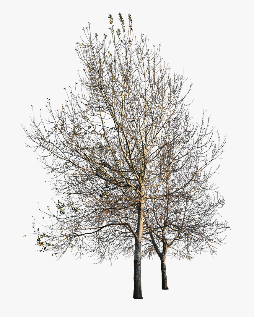 Detail Tree Sketch Png Nomer 5