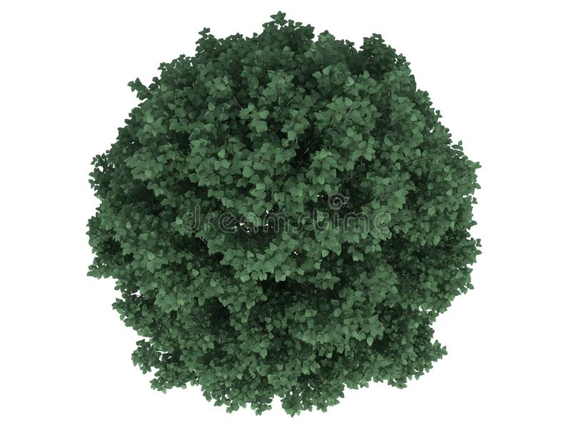 Tree Top View - KibrisPDR