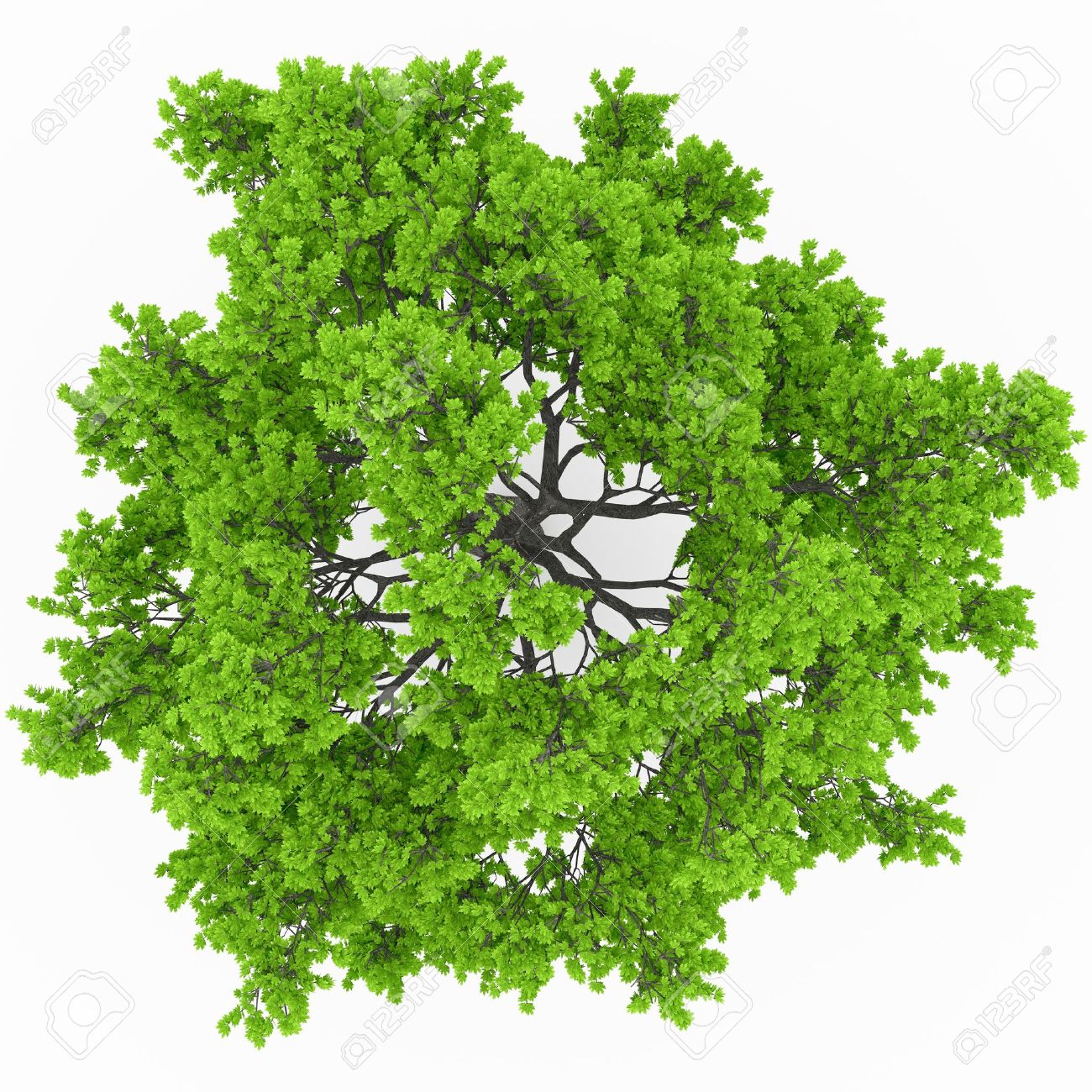 Detail Tree Top View Nomer 2
