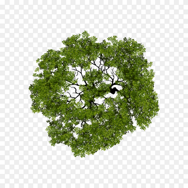 Detail Tree Top View Nomer 10